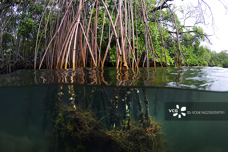 红树根图片素材