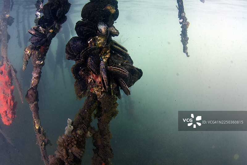 红树林根系图片素材