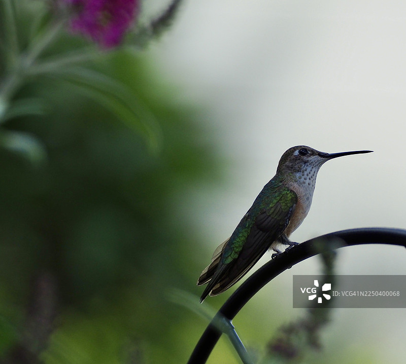 站立的蜂鸟图片素材