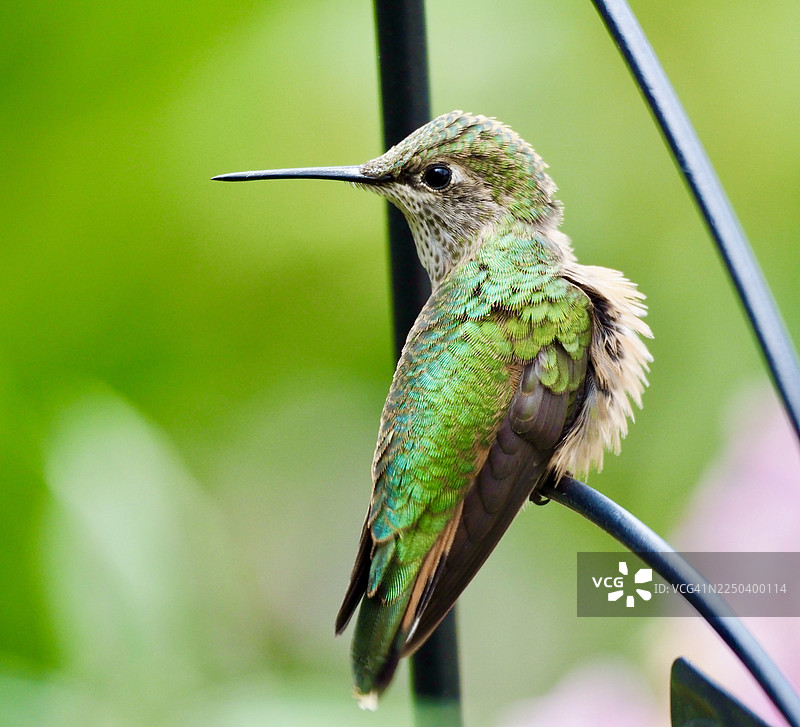 鲜艳的蜂鸟图片素材