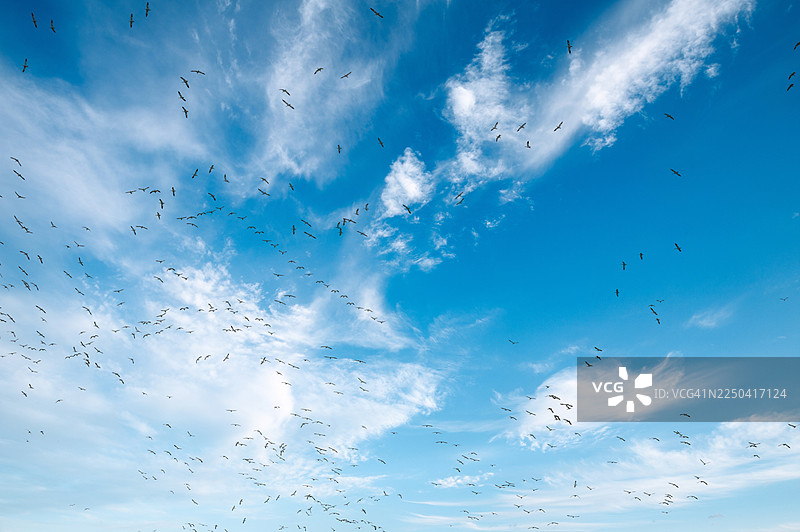 雪雁在每年秋季迁徙至华盛顿州斯卡吉特谷的途中飞翔。图片素材