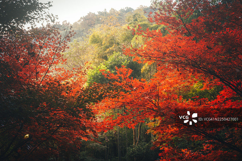 杭州永福寺生机勃勃的秋叶图片素材
