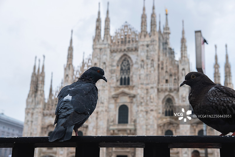 意大利米兰，阴天，两只鸽子栖息在历史悠久的米兰大教堂前。图片素材