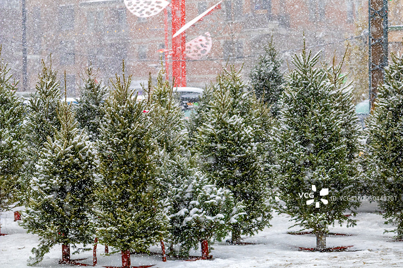 圣诞树，让塔隆市场（Marché Jean-Talon），魁北克省蒙特利尔，加拿大图片素材