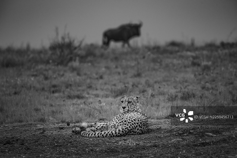 猎豹在黑白非洲草原上休息，并用目光锁定角马图片素材