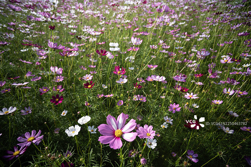 粉色花朵的特写镜头，背景柔和虚化图片素材