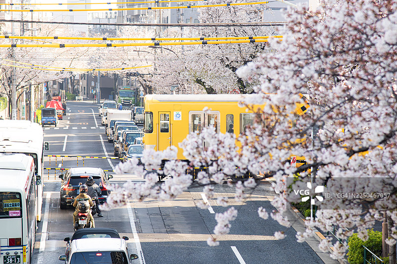 春季，日本东京中野，街道的风景，粉色樱花隧道和火车背景图片素材