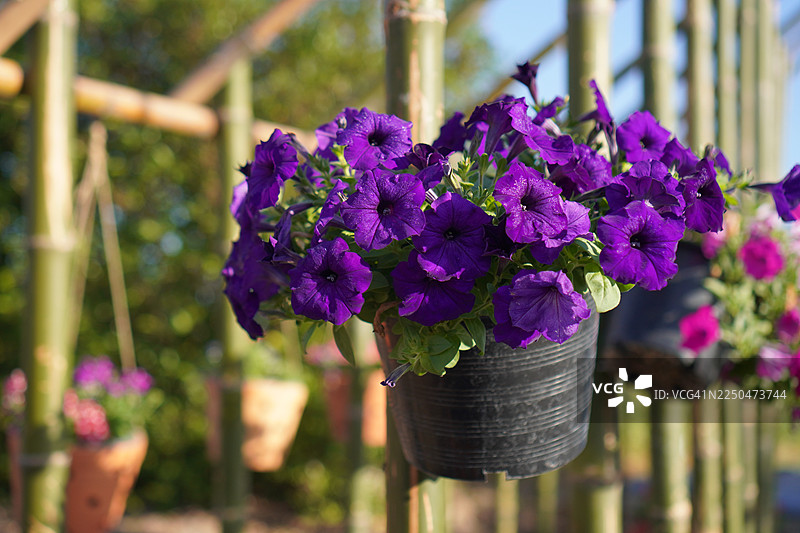 深紫色的矮牵牛花图片素材