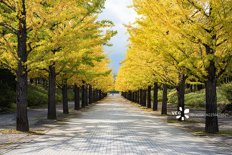 秋季，日本福岛县吾妻体育公园，色彩斑斓的黄叶银杏树风景图片素材