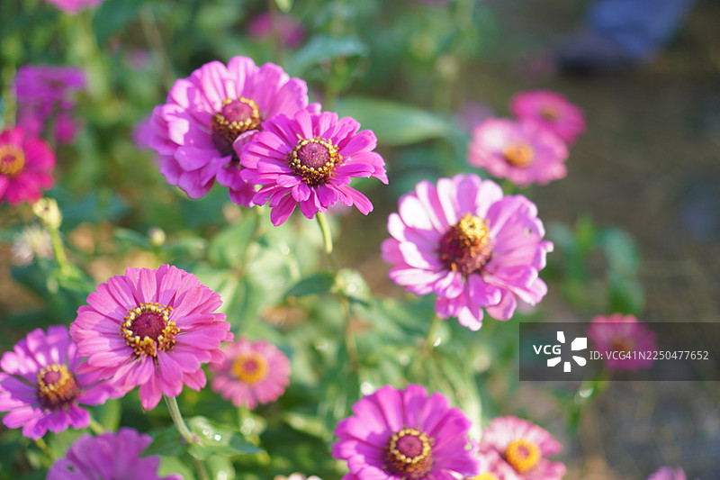 粉色百日草图片素材