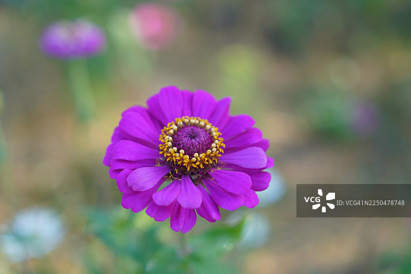 粉色百日草花图片素材