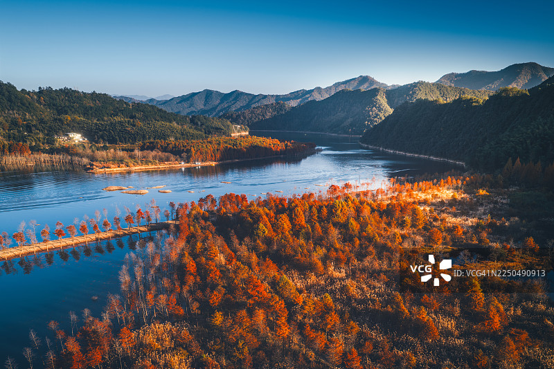 中国安徽宁国市宁国水杉森林的秋日盛景图片素材