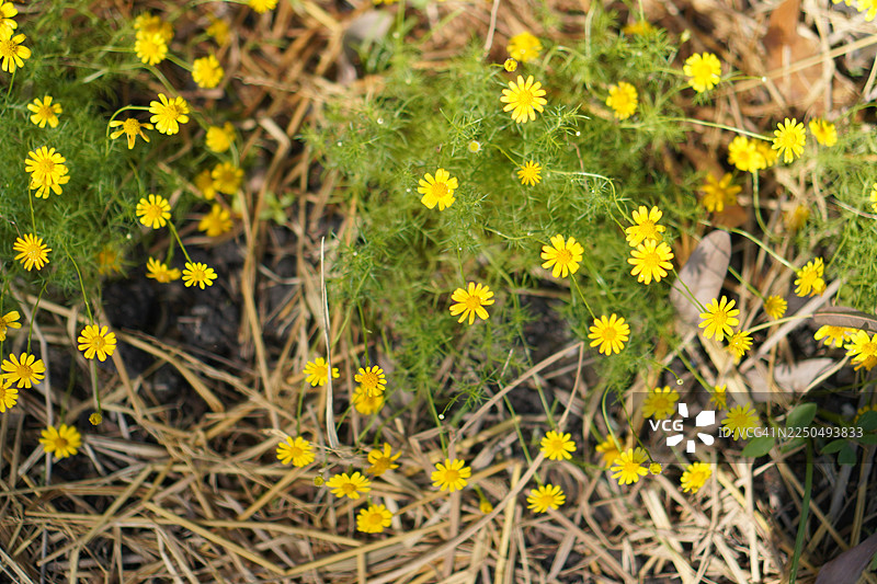 达尔伯格雏菊图片素材