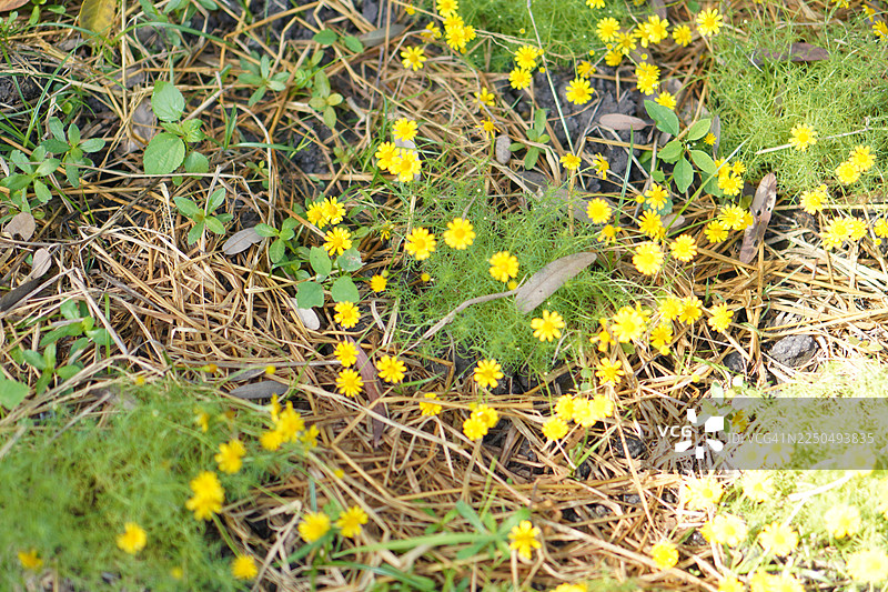 达尔伯格雏菊图片素材