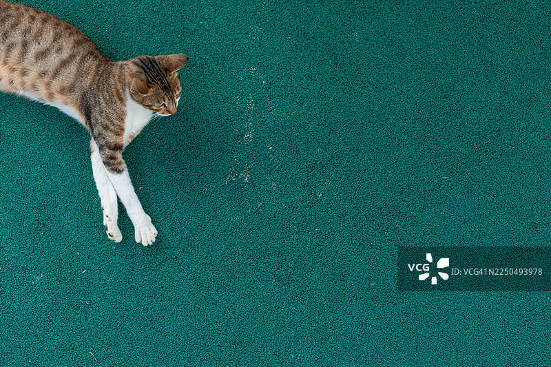 背景简单的猫图片素材