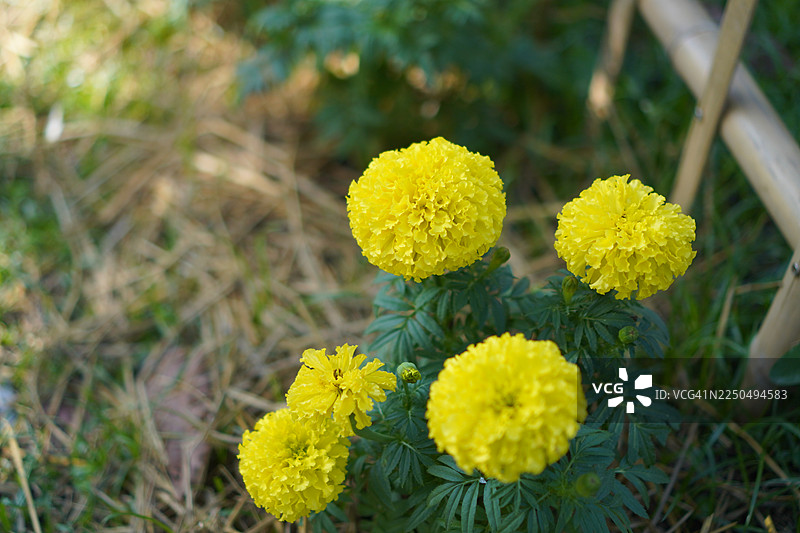 万寿菊黄花图片素材