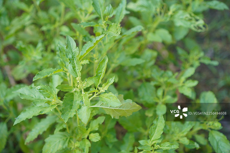 圣罗勒 (九层塔)图片素材