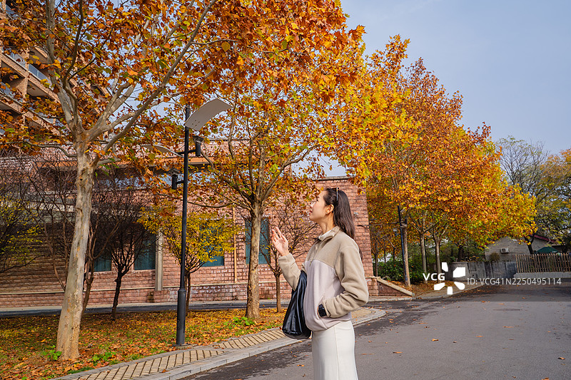 女子在秋季街道旁树木附近行走图片素材