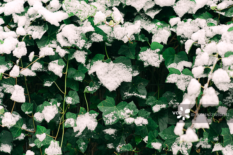 雪覆盖在绿色的常青树叶上，在近距离的自然景观中形成清新的冬日对比图片素材