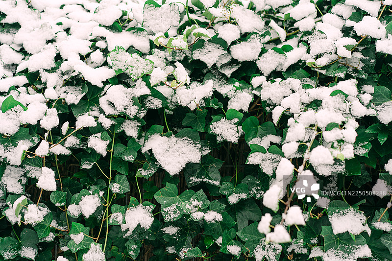 雪覆盖在常绿植物的绿色叶子上，在大自然的特写镜头中形成清新的冬日对比图片素材