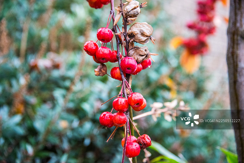 雨中红色的海棠果浆果图片素材