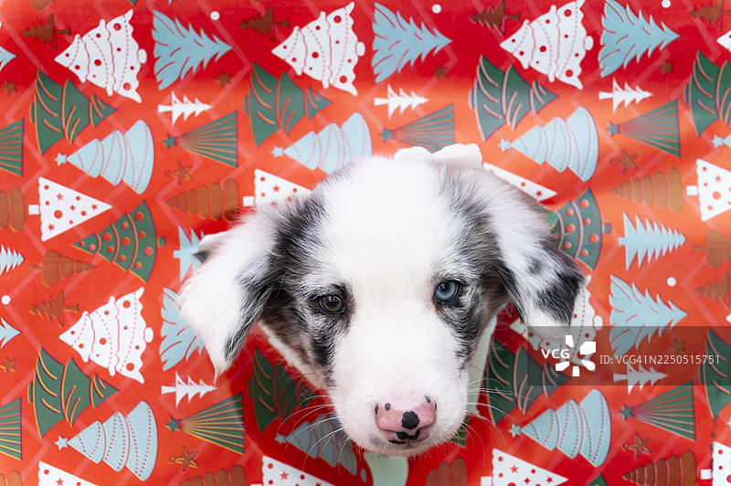 一只可爱的边境牧羊犬幼犬正在制作圣诞礼物图片素材