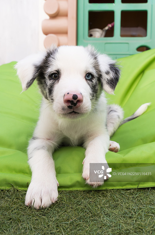 边境牧羊犬幼犬在户外的绿色狗窝上休息图片素材
