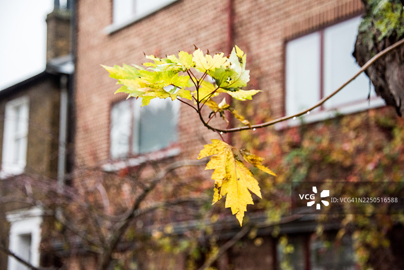 红砖房细节上的黄枫叶图片素材