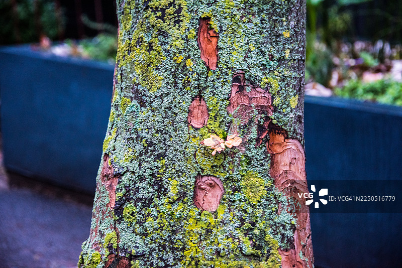 伦敦梧桐树干上的地衣图案图片素材