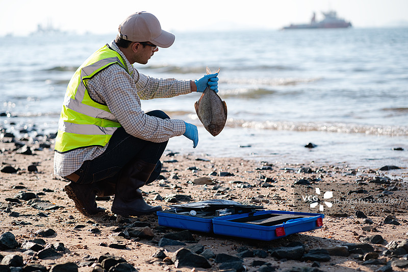 环境检查员检查死鱼以评估海洋污染图片素材