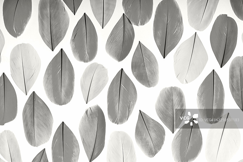 黑白叶子图案，重复的形状营造出宁静的自然墙面装饰图片素材