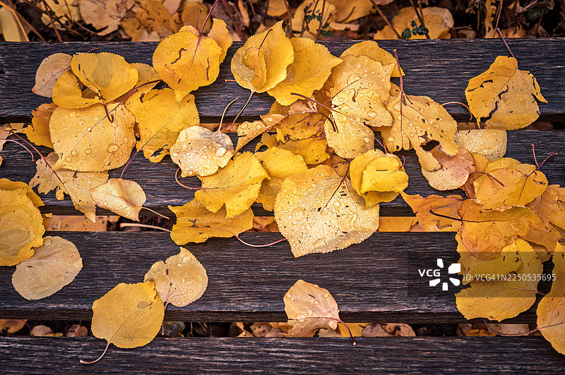 雨后，圣达菲郊外的兰德尔·戴维 Audubon 中心和保护区的湿木长椅上，秋天的白杨树叶图片素材