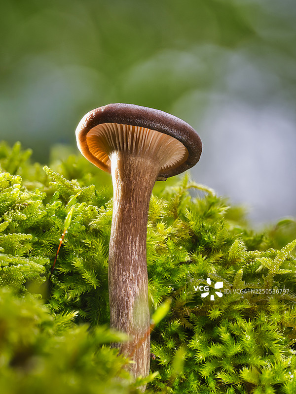 秋日森林里孤独的小蘑菇图片素材