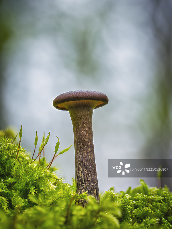 秋日森林里孤独的小蘑菇图片素材