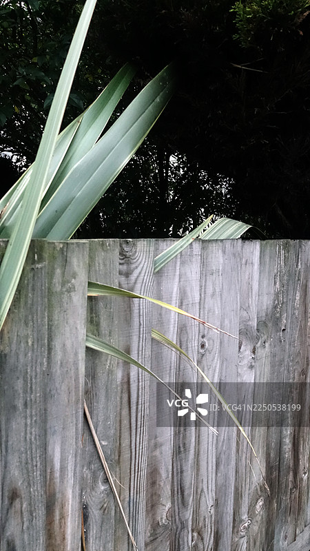 植物从篱笆中探出图片素材