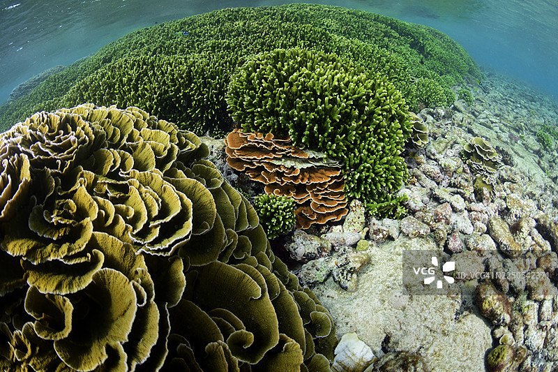 加勒比海的石珊瑚入侵图片素材