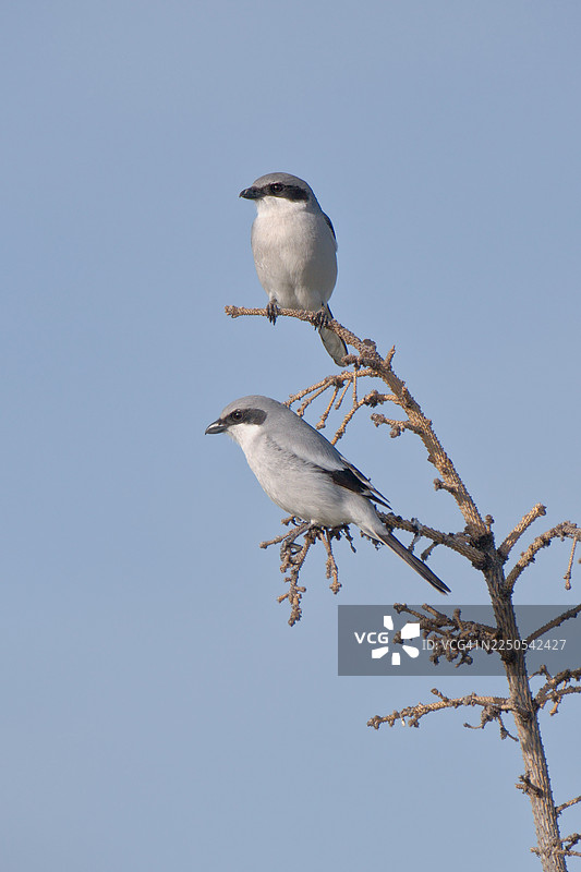 一对伯劳鸟图片素材