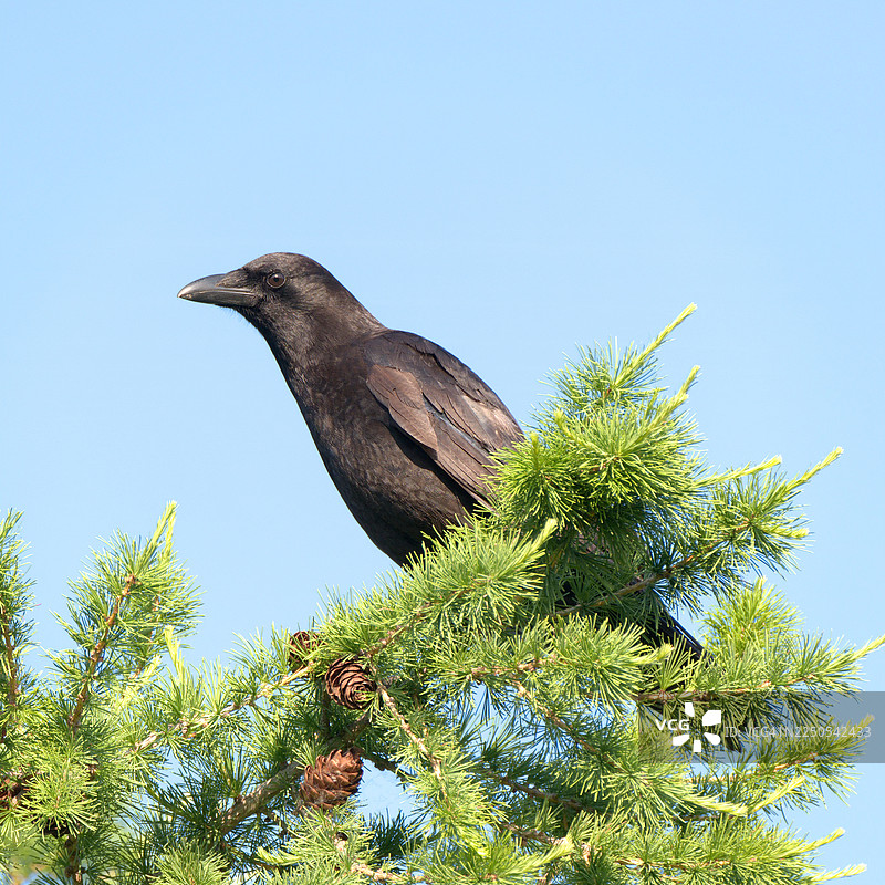 树上的乌鸦图片素材