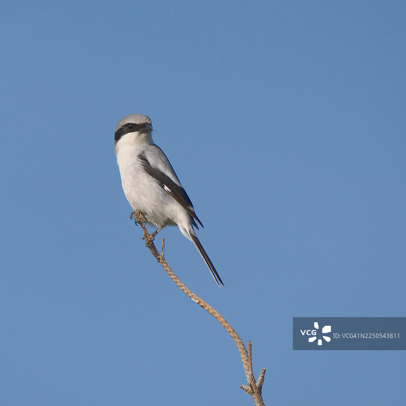 红尾伯劳在树梢上栖息图片素材