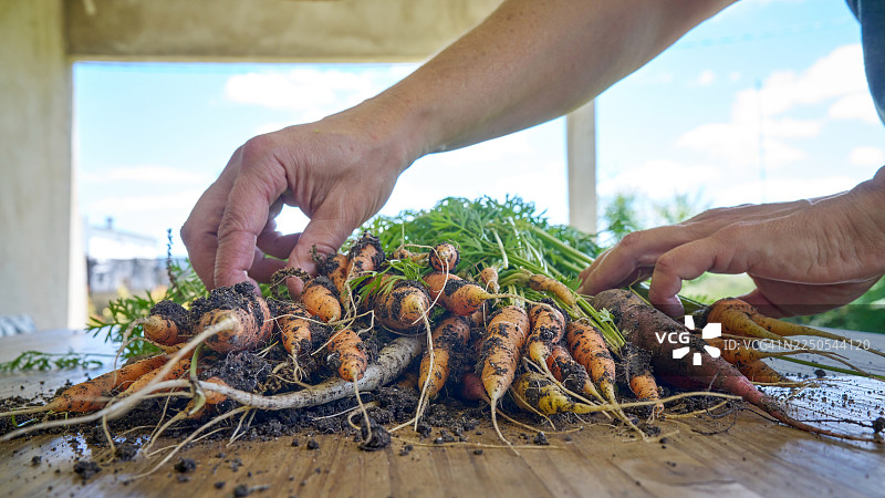 家庭花园收获：从土壤中直接取出新鲜有机胡萝卜的人图片素材
