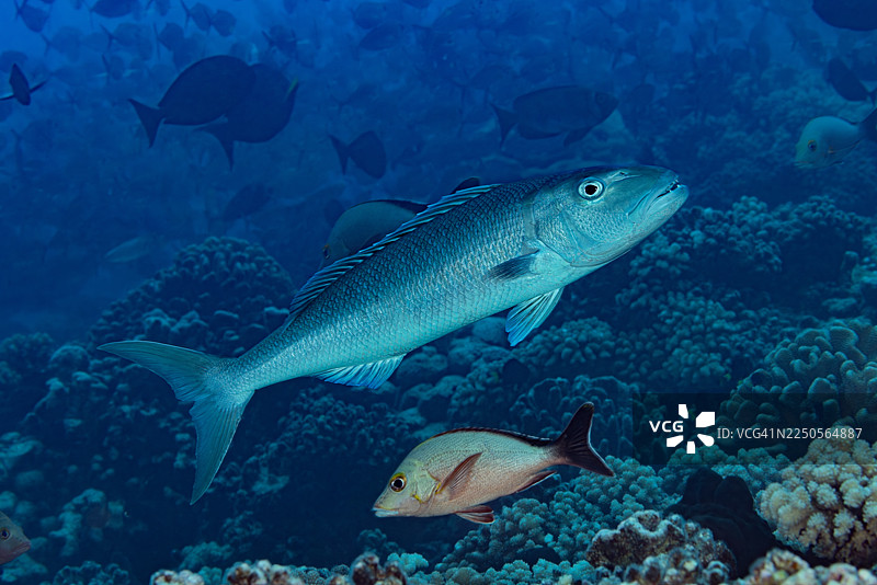 绿鳍鱼（Aprion virescens），南法卡拉法环礁图马科胡阿水道，土阿莫土群岛，法属波利尼西亚图片素材