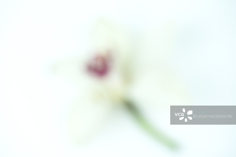 柔和模糊的兰花，色调淡雅，背景抽象，花瓣细腻，焦点不清，概念为花艺师室内设计和礼品店的装饰花卉图片素材