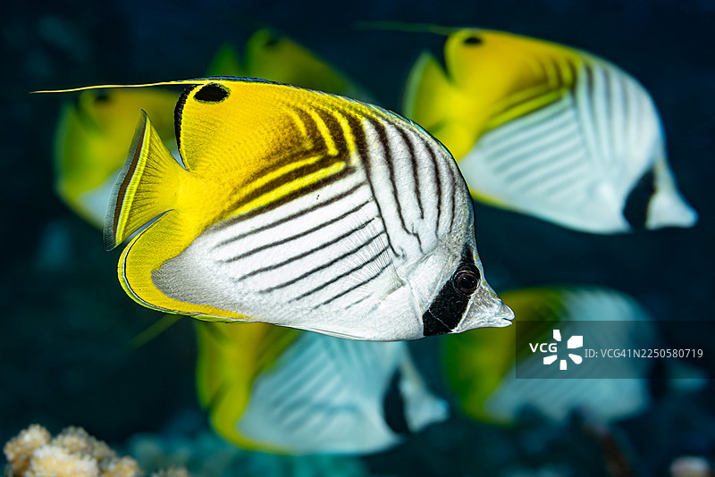 金线鱼 Chaetodon auriga，法属波利尼西亚图阿莫图群岛南法卡拉瓦图马科胡阿海峡图片素材