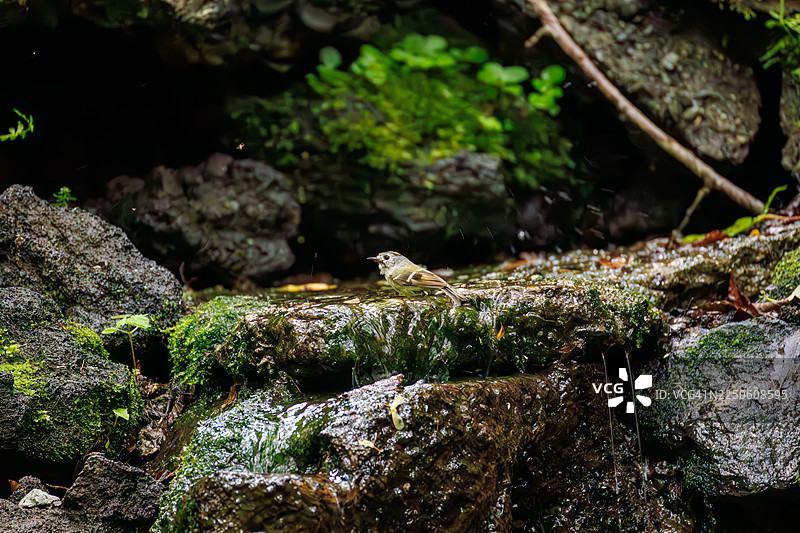 日本最小的鸟，可爱的金冠鹎（Cercopithecus cephus）。在泉水中沐浴。野生鸟类。观鸟，大宝春，富士吉田市，山梨县，日本。- 2025图片素材