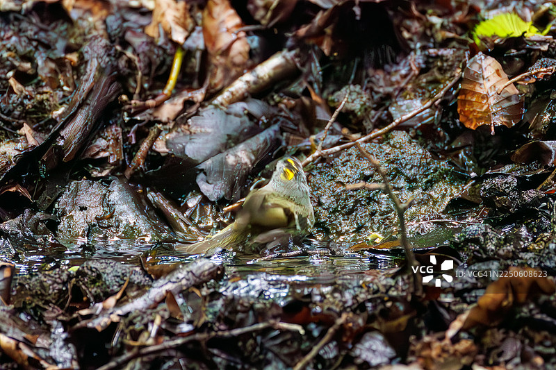 日本最小的鸟类，可爱的金冠鹎（Cercopithecus cephus）。在泉水中沐浴。野鸟。观鸟，日本山梨县富士吉田市大宝泉。- 2025图片素材