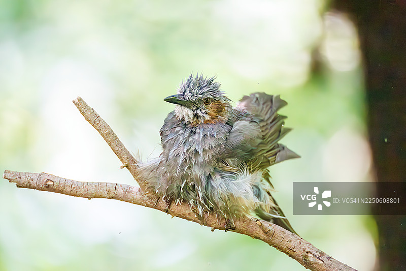 褐耳鹯（Hypsipetes amaurotis）。在水盆中沐浴。日本神奈川县秦野市、甲子山公园、权现山登山鸟类保护区 - 2025年。图片素材