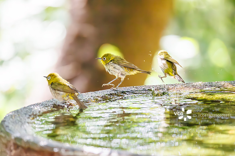 一群可爱的日本绣眼鸟（Zosterops Japonica）在日本神奈川县秦野市的甲子山公园、甲子山鸟类保护区内的一处泉水中沐浴 - 2025。图片素材