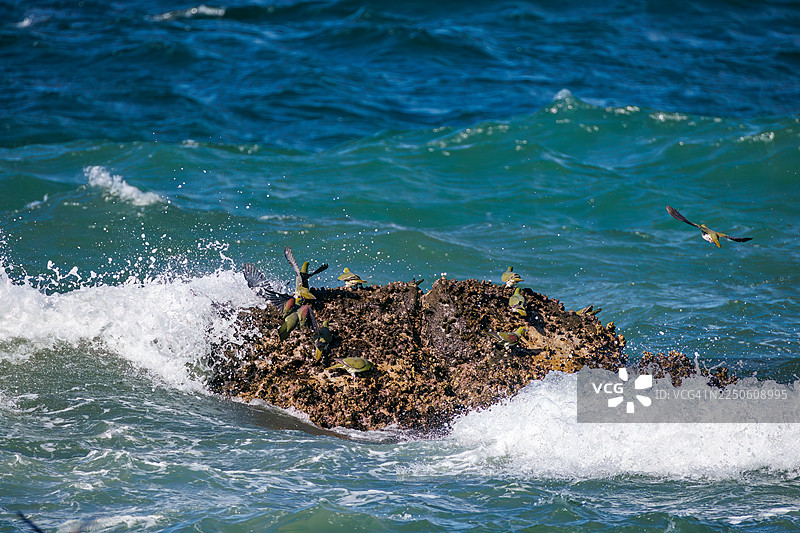 一群美丽的白腹绿鸠（Treron sieboldii）从山区飞入海浪，以摄取海水中的矿物质。日本神奈川县中郡大矶町照崎海滩 - 2025图片素材