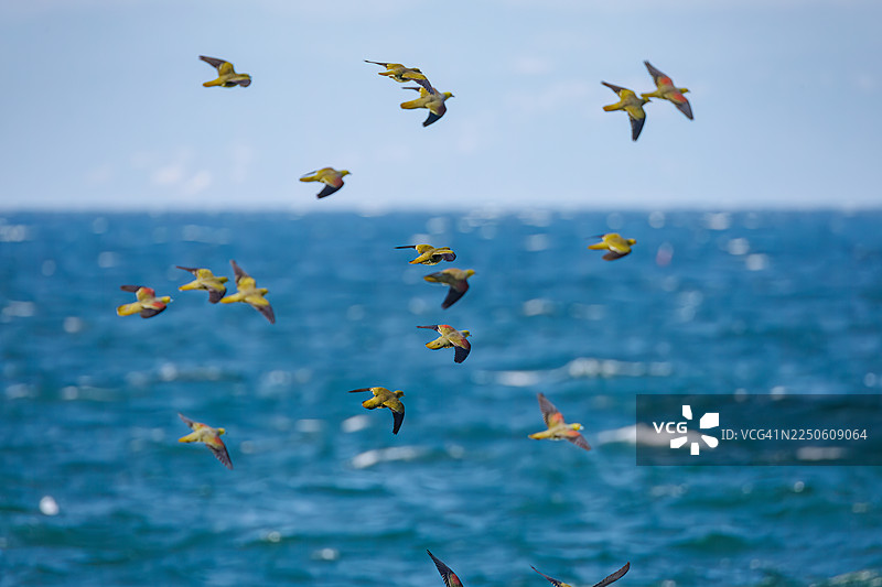 背景中可以看到高速公路和城镇景象。一群美丽的皇鸠（Treron sieboldii）从山中飞入海浪，以摄取海水中的矿物质。所在地：大磯町照崎海岸、中郡，2025年。图片素材