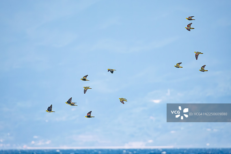 背景中可以看到高速公路和城镇风光。一群美丽的白腹绿鸠（Treron sieboldii）从山林飞入海浪中，以获取海水中的矿物质。地点：大矶町照崎海岸，中郡，2025年。图片素材